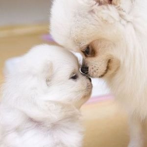 POMERANIAN LOVE! Puppy Spa Day. ALL OFFERS WELCOME